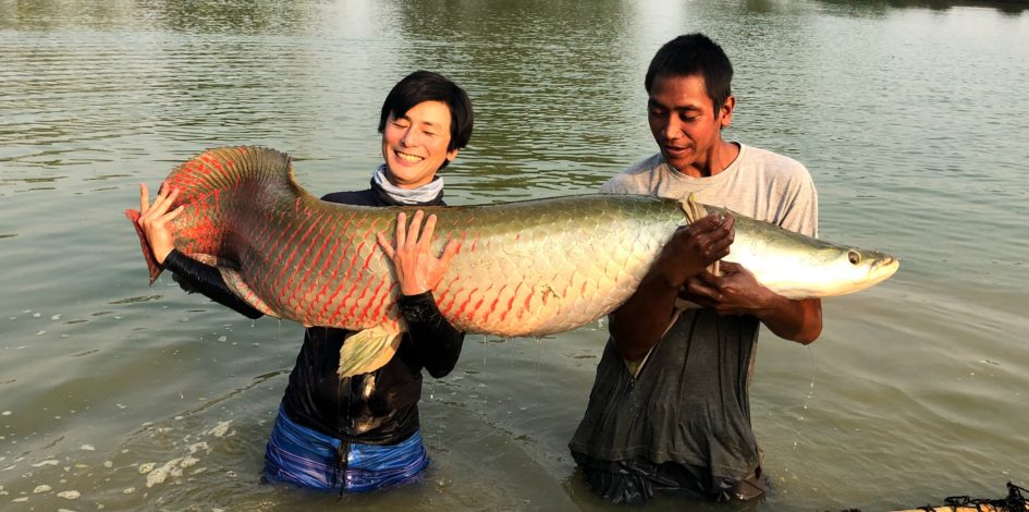 アマゾンbkk Amazon Bkk でピラルクーを釣りたいなら 19年版 Fish Life 釣りブログ